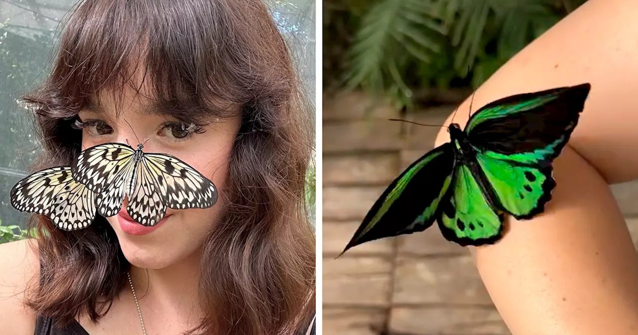 Diana Murguta Is Melting Hearts All Over The Internet With Her Magnificent Butterflies (30 Photos)