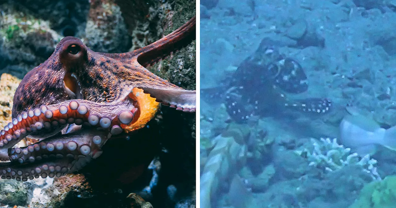 Rare Video Shows Octopuses Punching Their Lazy Fish Partners While Out Hunting Together