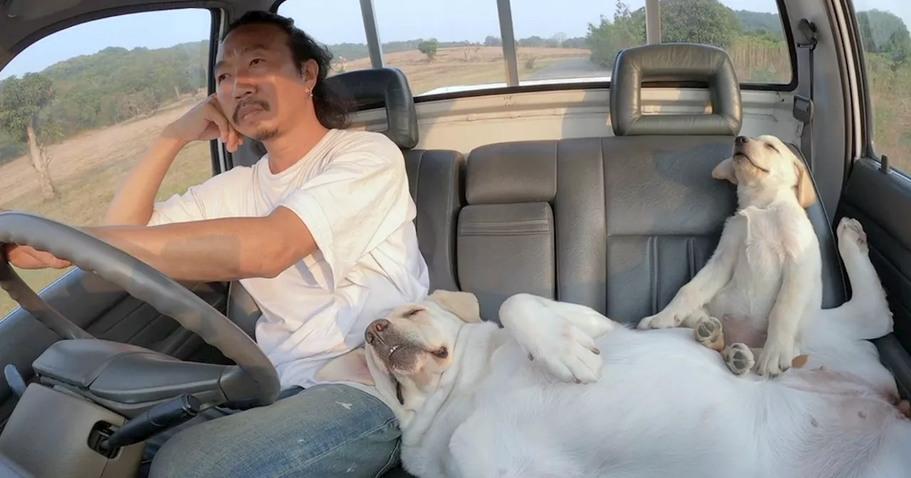 Thai Photographer Captures Heartwarming Moments with His Dogs