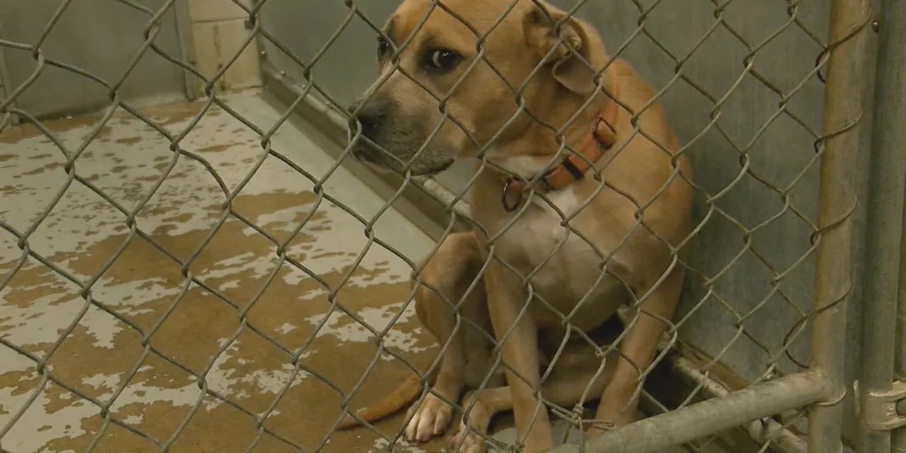 Lorain County Dog Kennel at full capacity but expanding