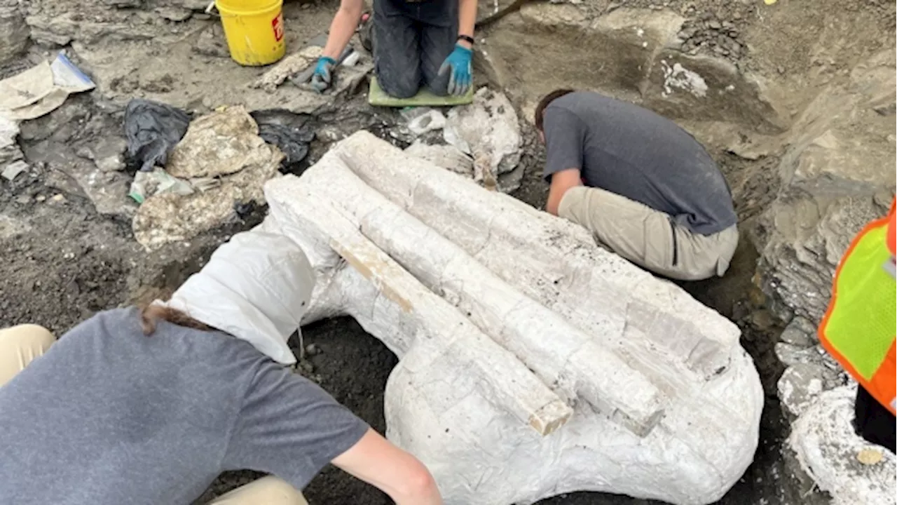 Giant Pachyrhinosaurus skull unearthed in Alberta