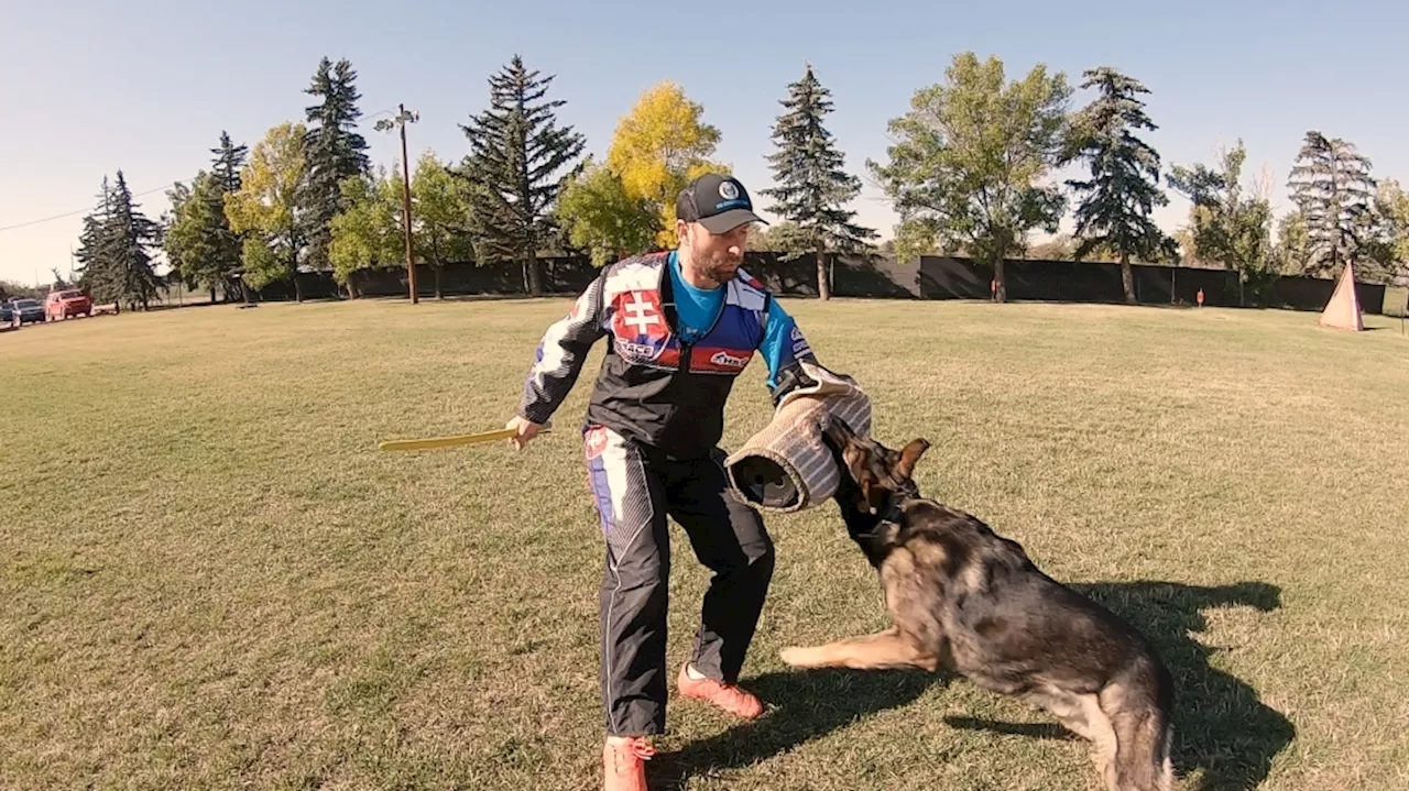 Calgary dog training club hosting North American competition