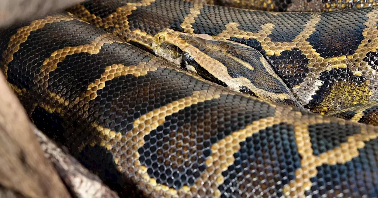 Amazonia snake reunited with former pilot who looked after him during RAF days