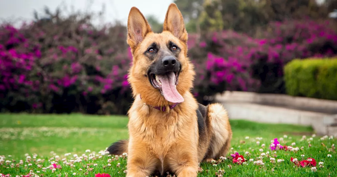 Dog Trainer Warns Against Over-Excited Greetings