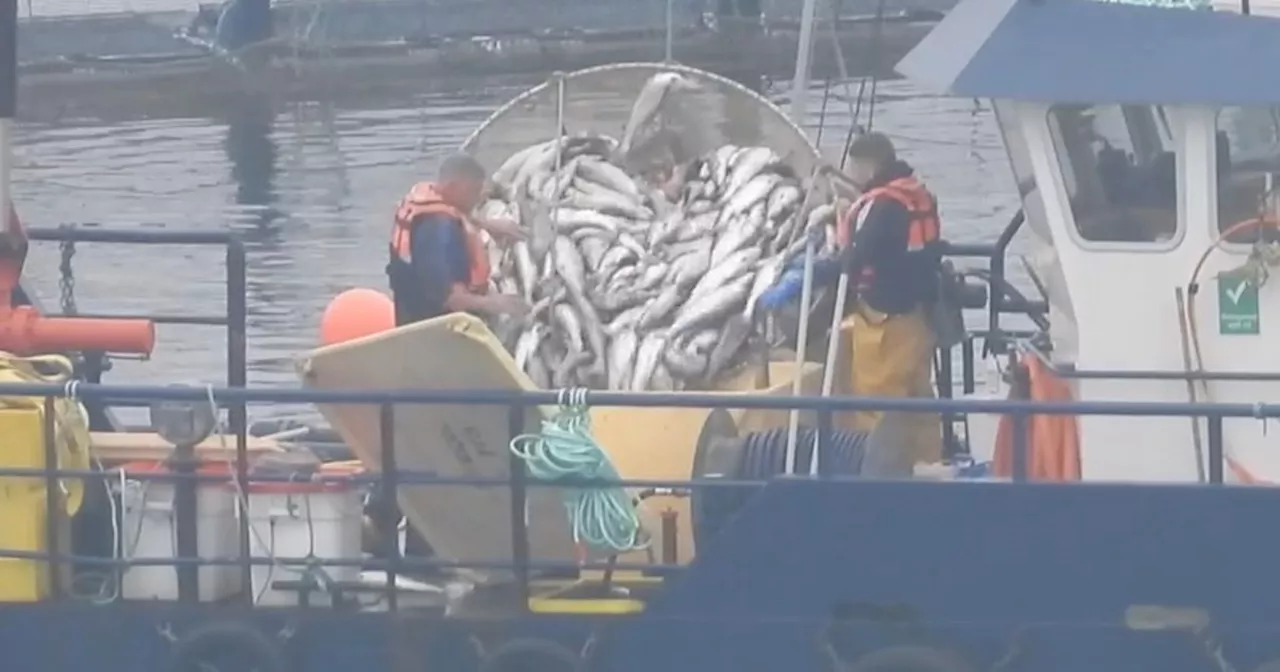 Salmon farmers filmed filling skip with tons of dead fish hours before MSP visit