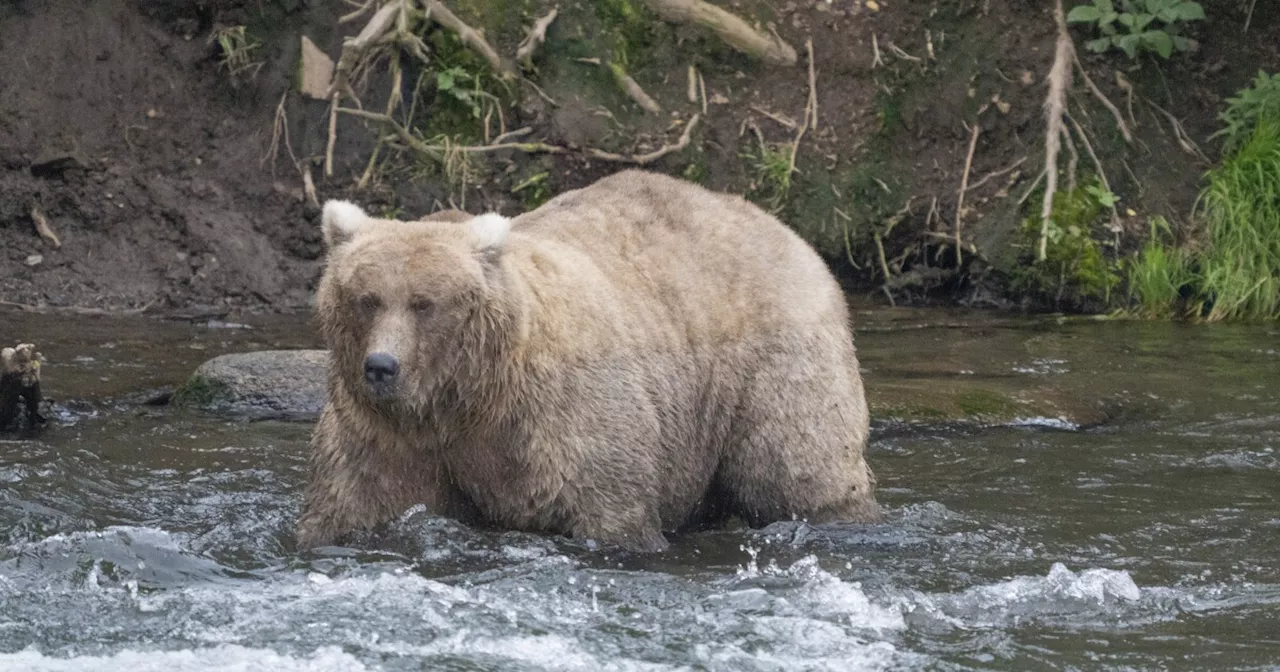 The chunkiest of chunks face off in Alaska's Fat Bear Week