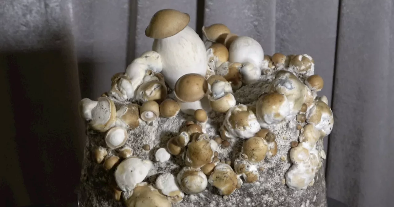 Two students overdose on psilocybin mushrooms at Colorado Springs middle school; alleged dealer arrested