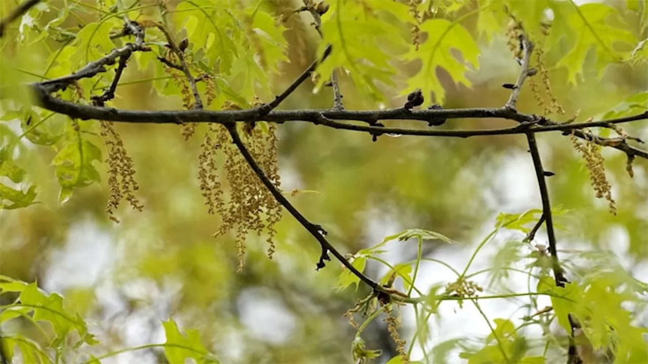 حساسیت سے بچنے کے لیے رہنمائی