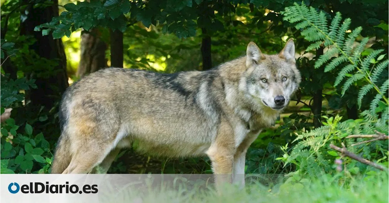 La UE rebaja la protección del lobo con el voto en contra de España