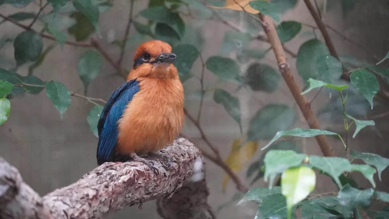 Extinct-In-The-Wild Birds Released Into Wild For First Time In 40 Years