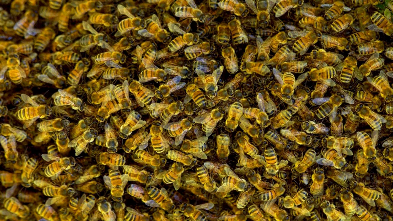 Swarm of bees in North Richland Hills sends eldery couple to hospital