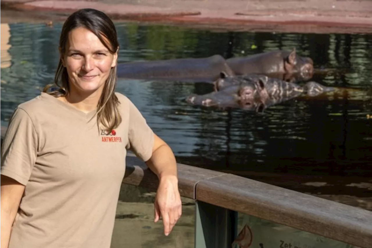 Dierenverzorgers Zoo Antwerpen bereiden vertrek nijlpaarden voor: “Het laatste wat ze horen, moet onze stem zi