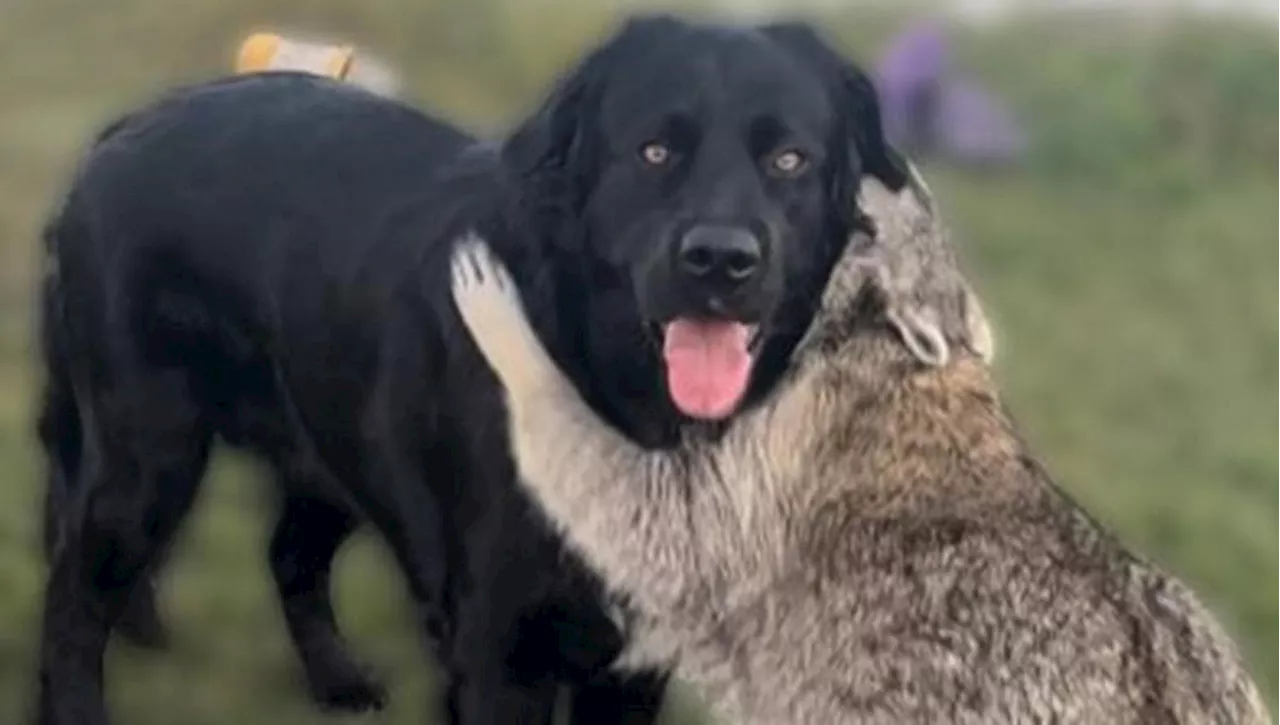 L’amicizia speciale fra un cane Labrador e un procione nasconde un segreto a cui non potrete credere