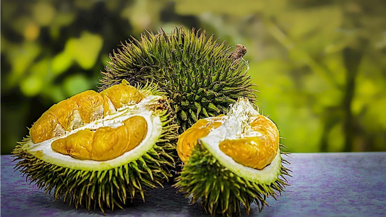 Así es durian, la fruta más apestosa del mundo que amenaza los cultivos de café