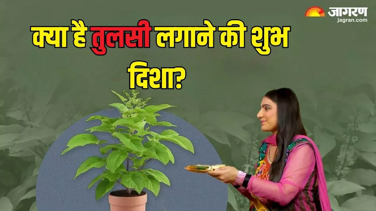 Tulsi Plant: इस दिशा में लगाएं तुलसी का पौधा, घर में सुख-शांति का होगा आगमन