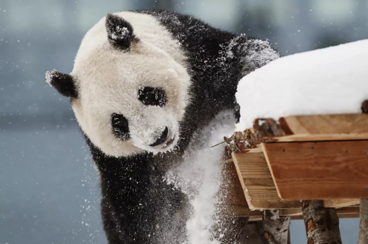 Zoológico da Finlândia devolverá pandas gigantes à China e culpa a inflação