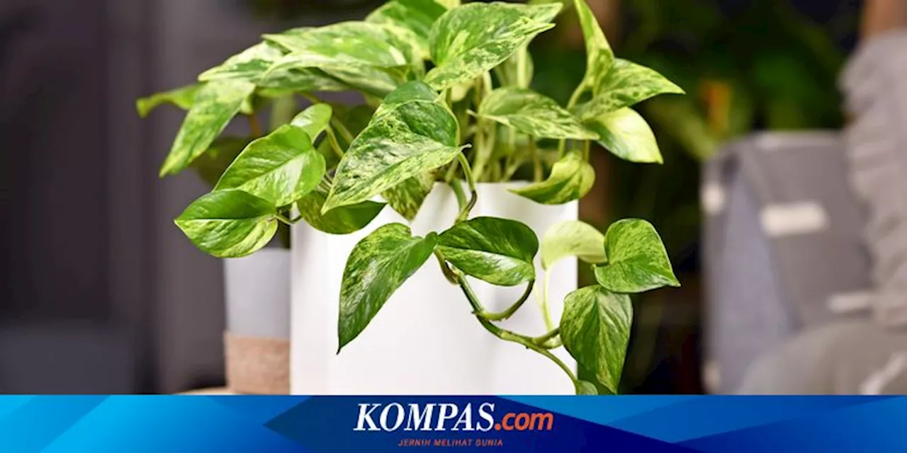 7 Manfaat Merawat Tanaman Pothos di Rumah