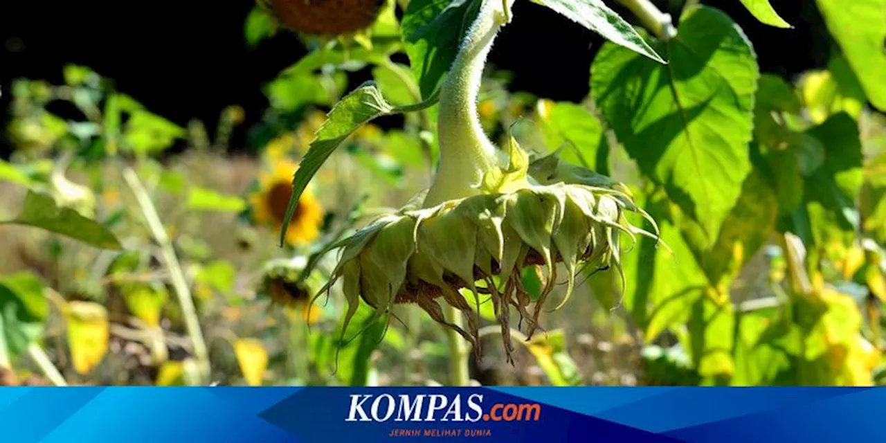 Cara Merawat Tanaman Hias yang Hampir Mati agar Tumbuh Kembali