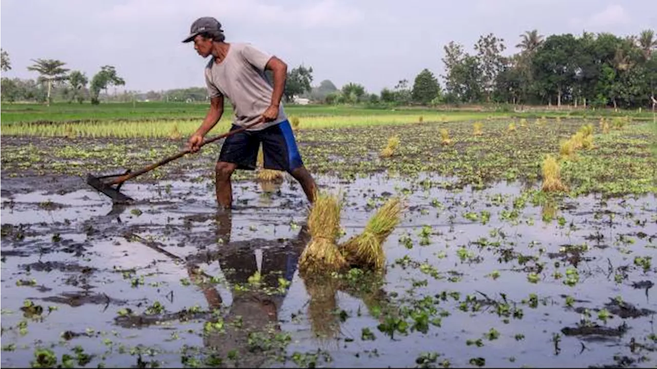 Janji Prabowo-Gibran Jadikan Lumbung Pangan Dunia: Antara Petani Gurem dan Cetak Sawah Baru