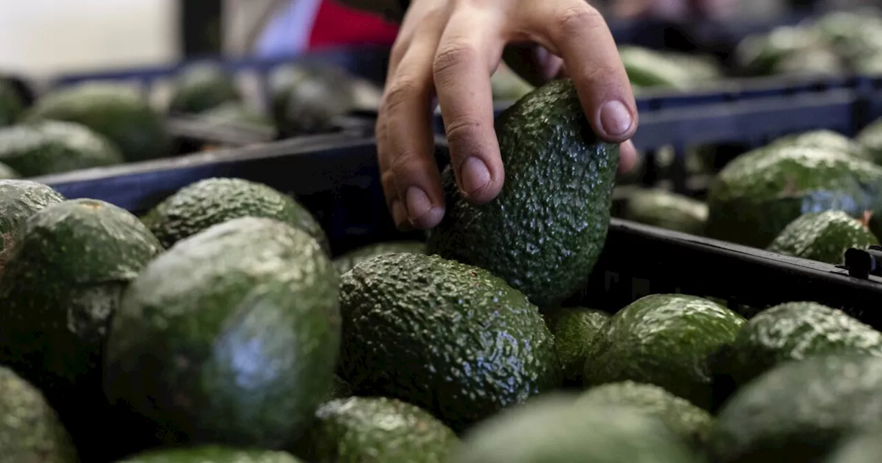 U.S. to hand over pest inspections of Mexican avocados to Mexico