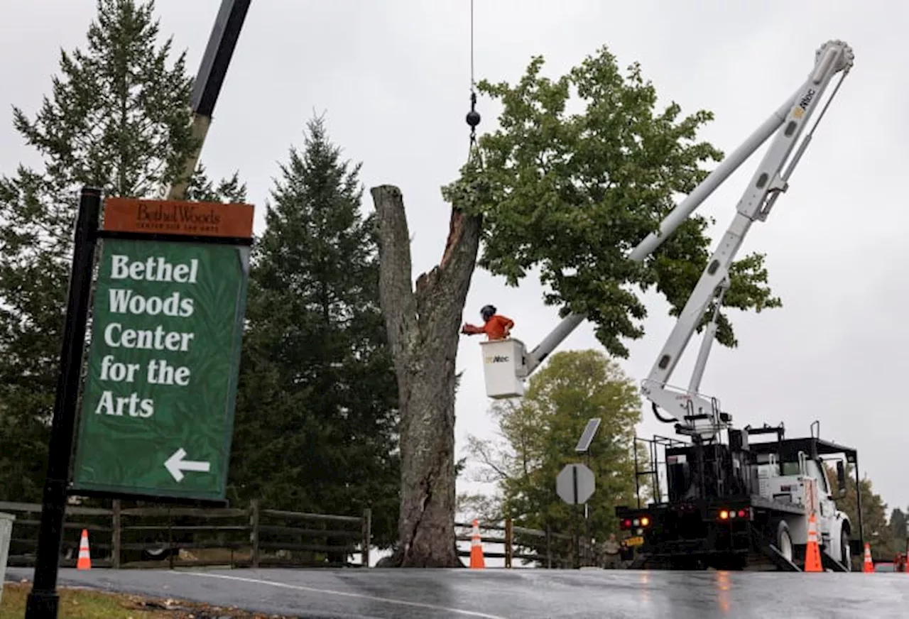 Aging and ailing, 'Message Tree' at Woodstock concert site is reluctantly cut down