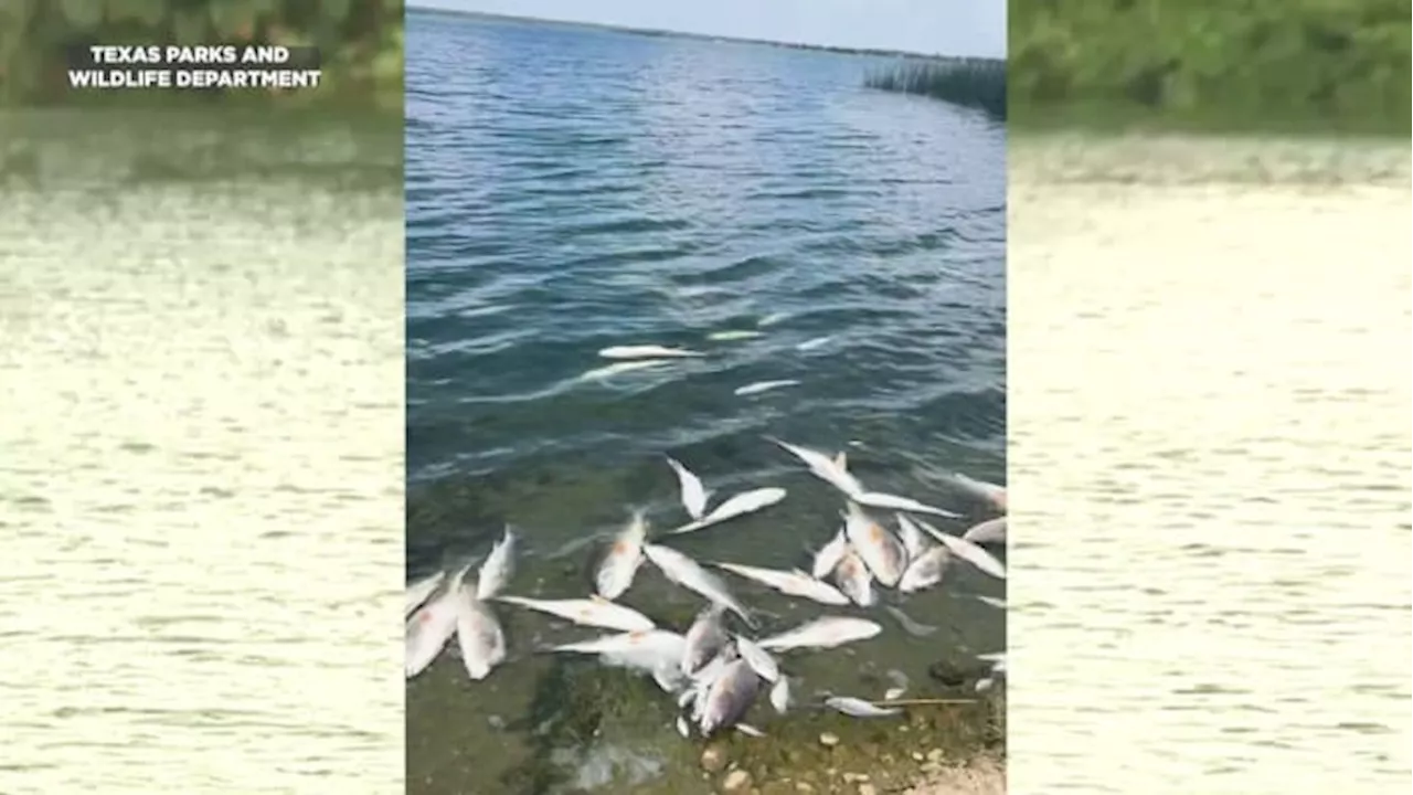 1,000 fish died at Calaveras Lake last month. Here’s how often ‘fish kills’ happen and why.