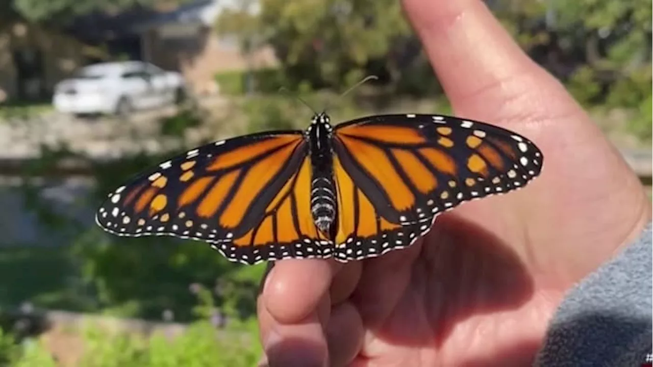 Celebrate our pollinators: Family event at Brackenridge Park raises awareness for bees, birds and butterflies