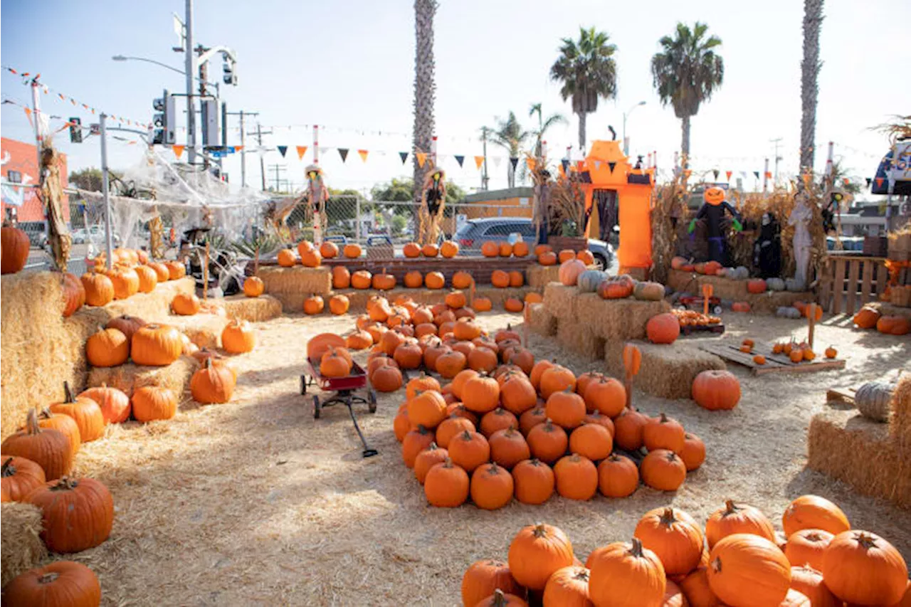 Explore pumpkin patches & corn mazes in San Antonio, surrounding areas