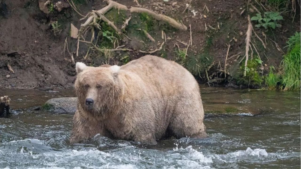 Chunkiest of chunks face off: Here comes Alaska's Fat Bear Week