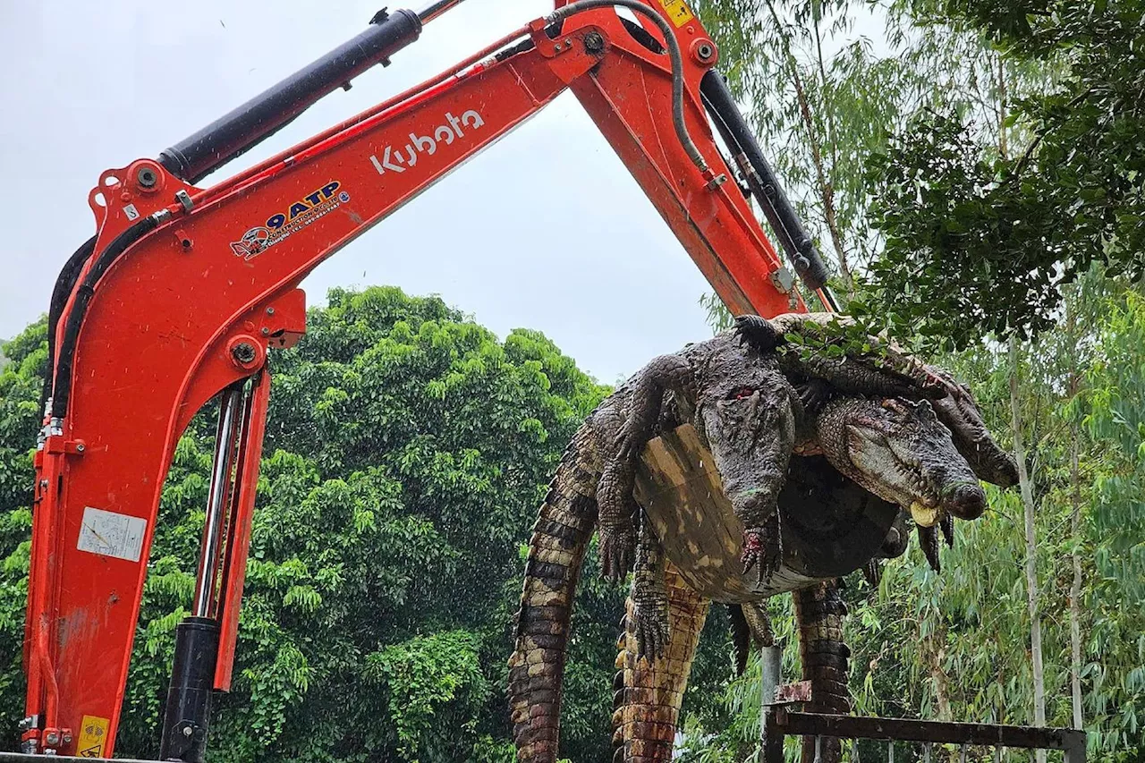 Thaïlande: 125 crocodiles abattus par crainte qu'ils ne s'échappent durant les crues