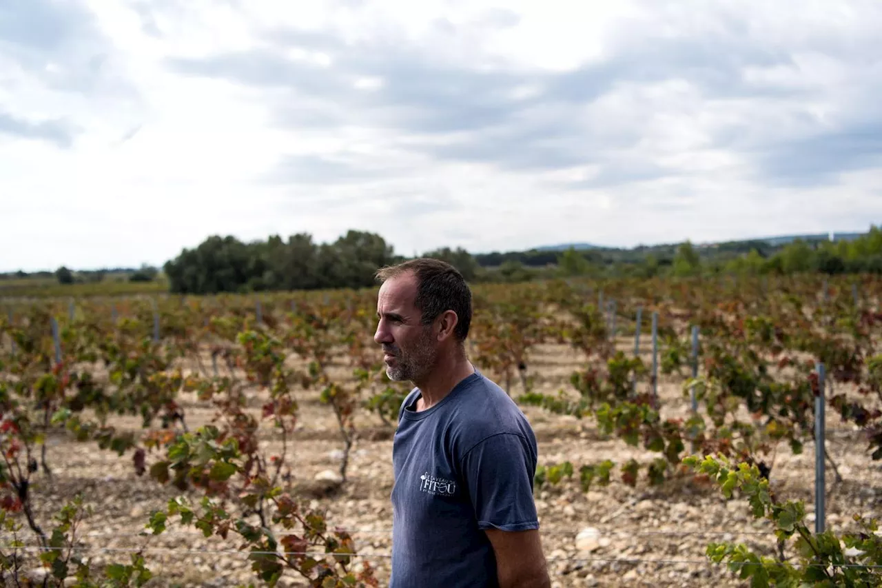 Vendanges calamiteuses dans l'Aude où la sécheresse «tue la vigne»