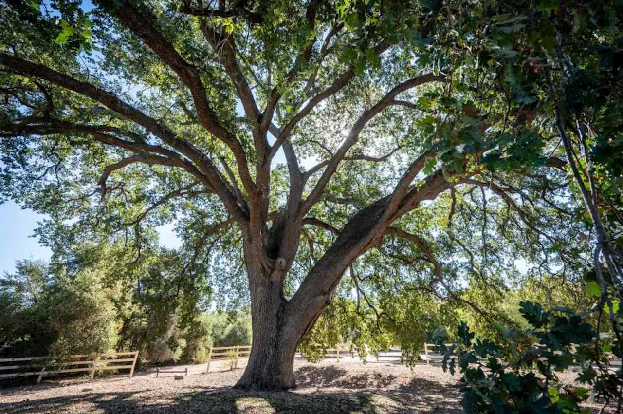 A 400-year-old oak tree in Santa Clarita Valley gets LA County historic landmark status