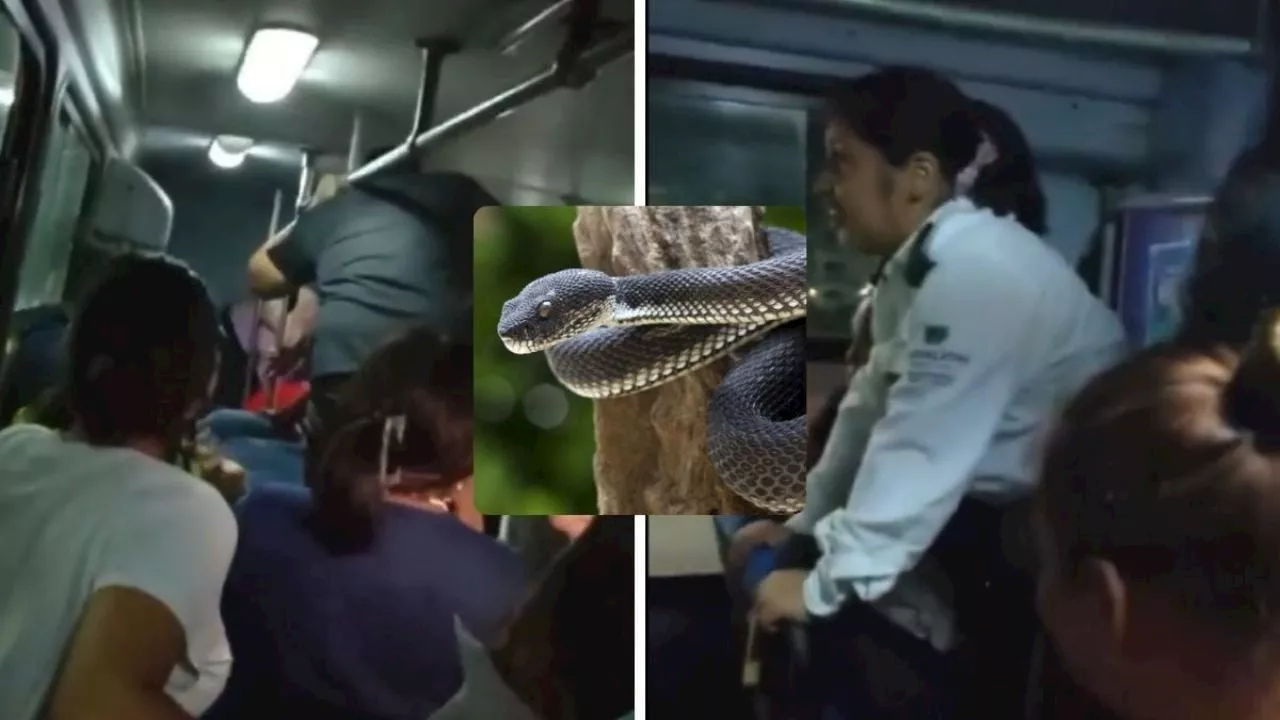 VIDEO: Serpiente en autobús de Veracruz causa miedo y risas entre pasajeros