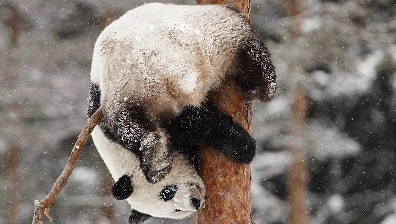 Fondi finiti, lo zoo finlandese rende i panda Jin Bao Bao e Hua Bao alla Cina otto anni prima del dovuto. Ma …