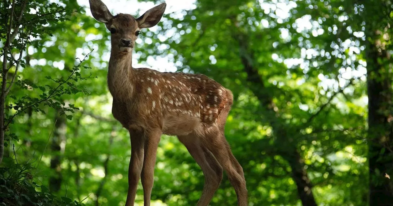 Bambi: une avant-première du film à Montreuil fait l’objet d’une pétition