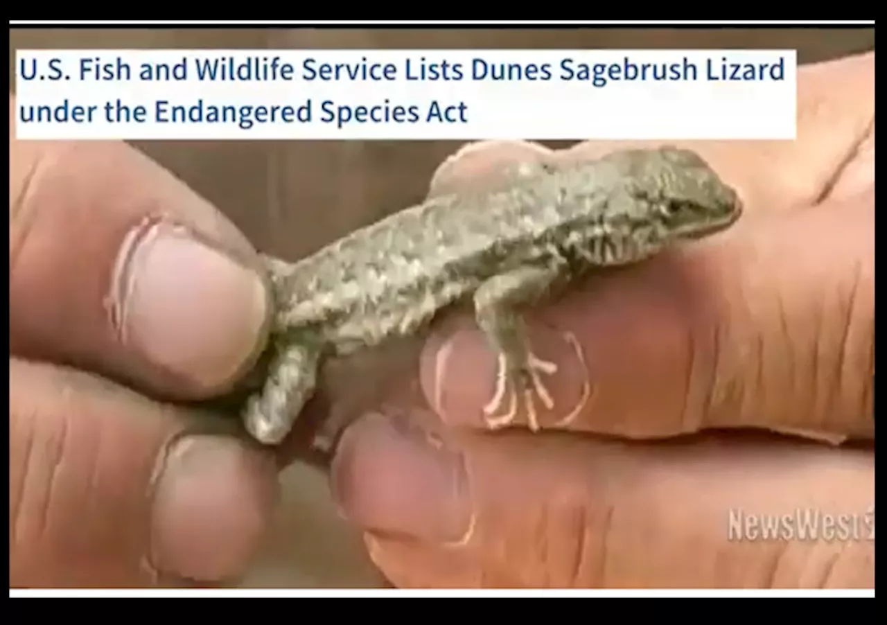 Texas Sues Federal Government Over Dunes Sagebrush Lizard Listing