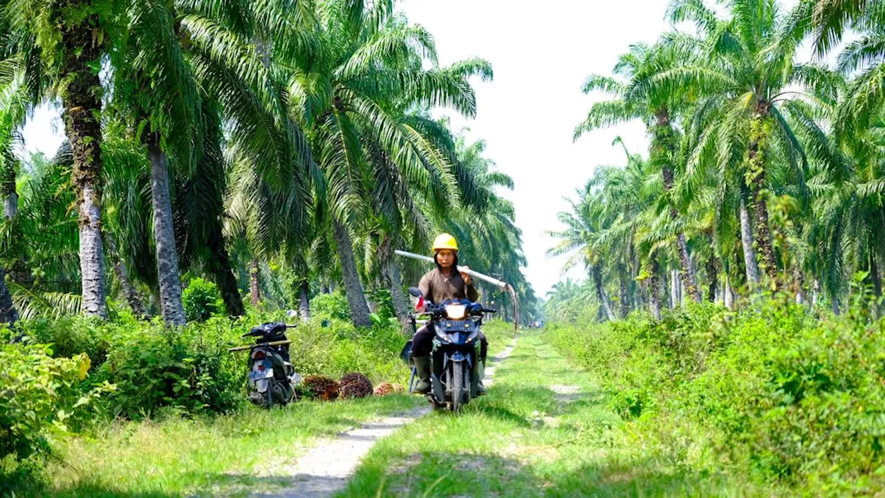 Gaet 26 Ribu Petani jadi Mitra, Wilmar Luncurkan Program Prospek