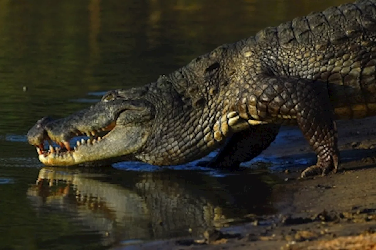 Crocodile farm in Thailand culls 125 crocodiles to prevent flood escape ...