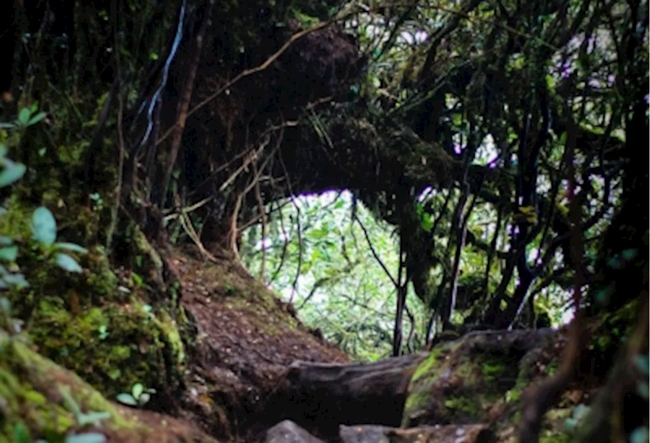 Ready to hit the trails? Cameron Highlands hiking paths reopen but Gunung Irau route remains closed from risk of falling trees