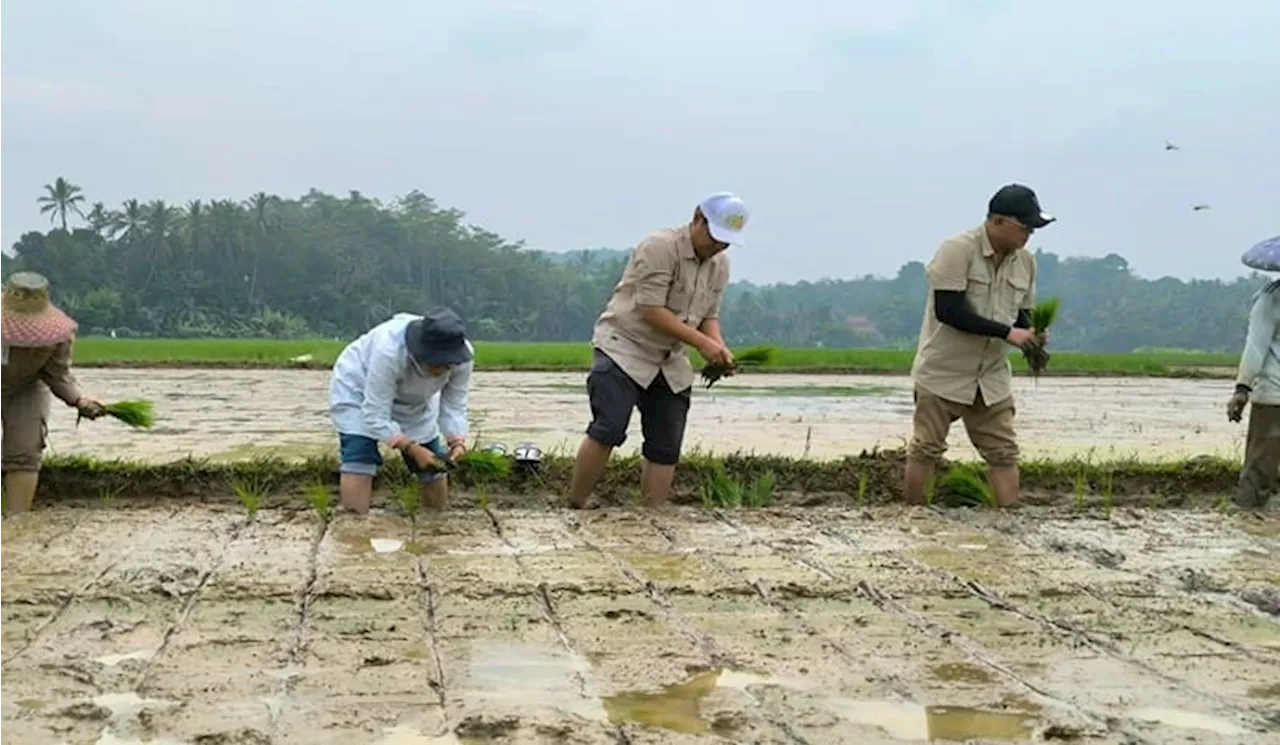 Kementerian Pertanian Dorong Tanam Padi Bersama di Lebak