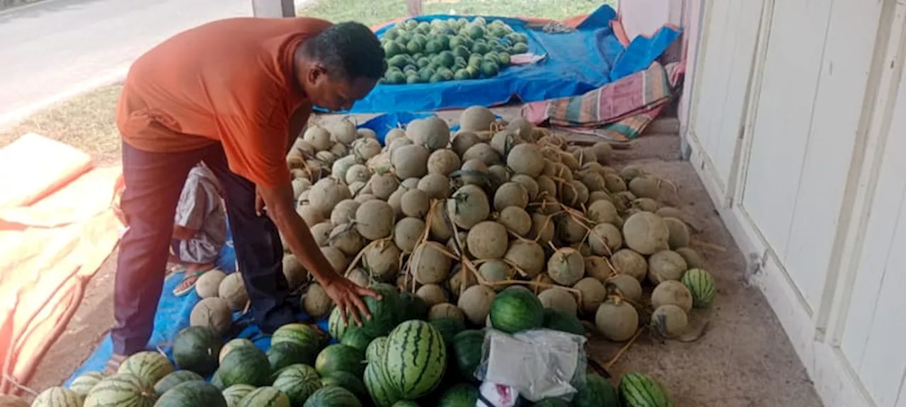 Petani Melon Ditengah El Nino Berhasil Panen Di Aceh