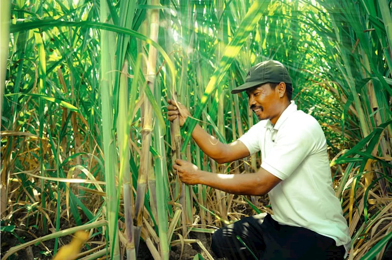 Program Makmur Petrokimia Gresik Tingkatkan Pendapatan 166.000 Petani