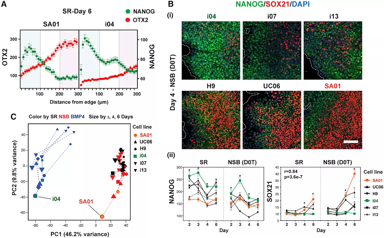 Stem cells map reveals molecular choreography behind individual variation in human development