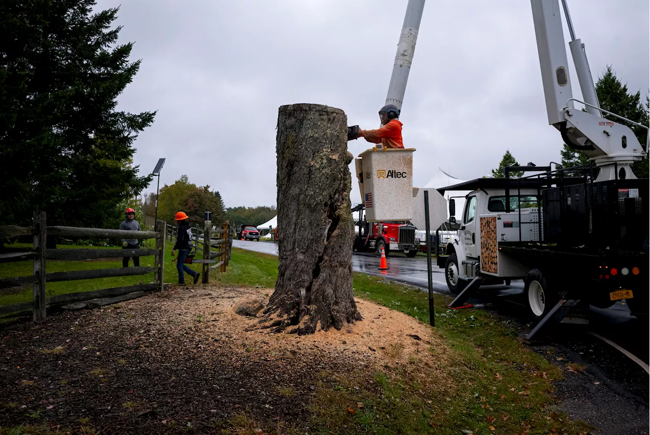 Aging and ailing, ‘Message Tree’ at Woodstock concert site is reluctantly cut down