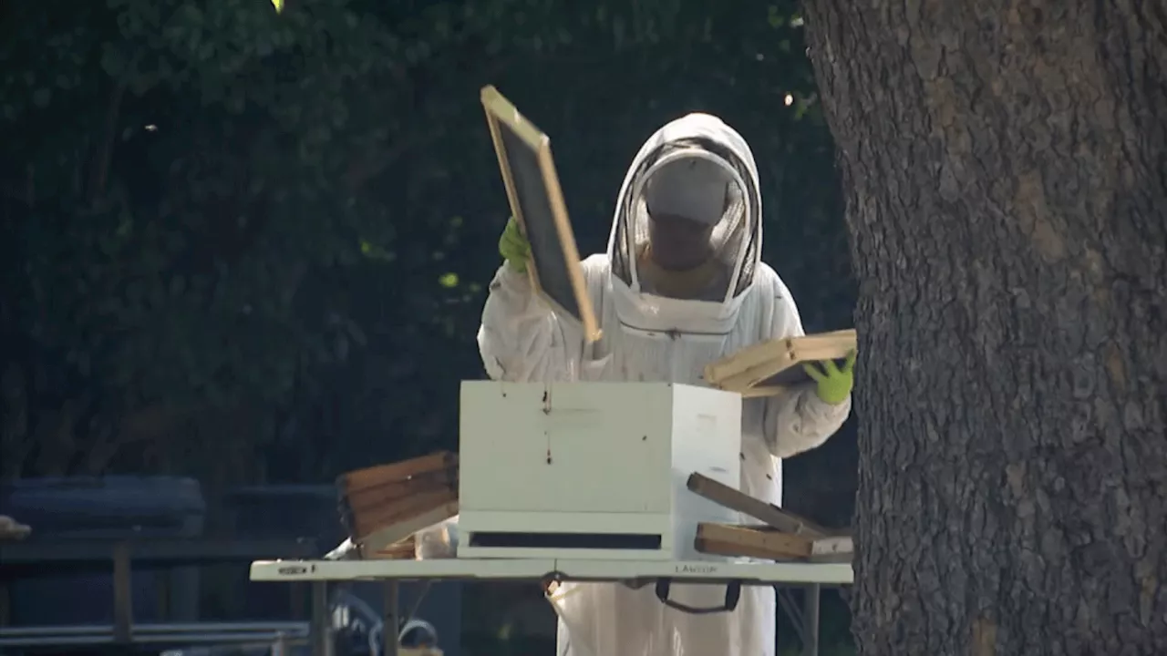 2 transported to hospital after bee swarm attack in North Richland Hills