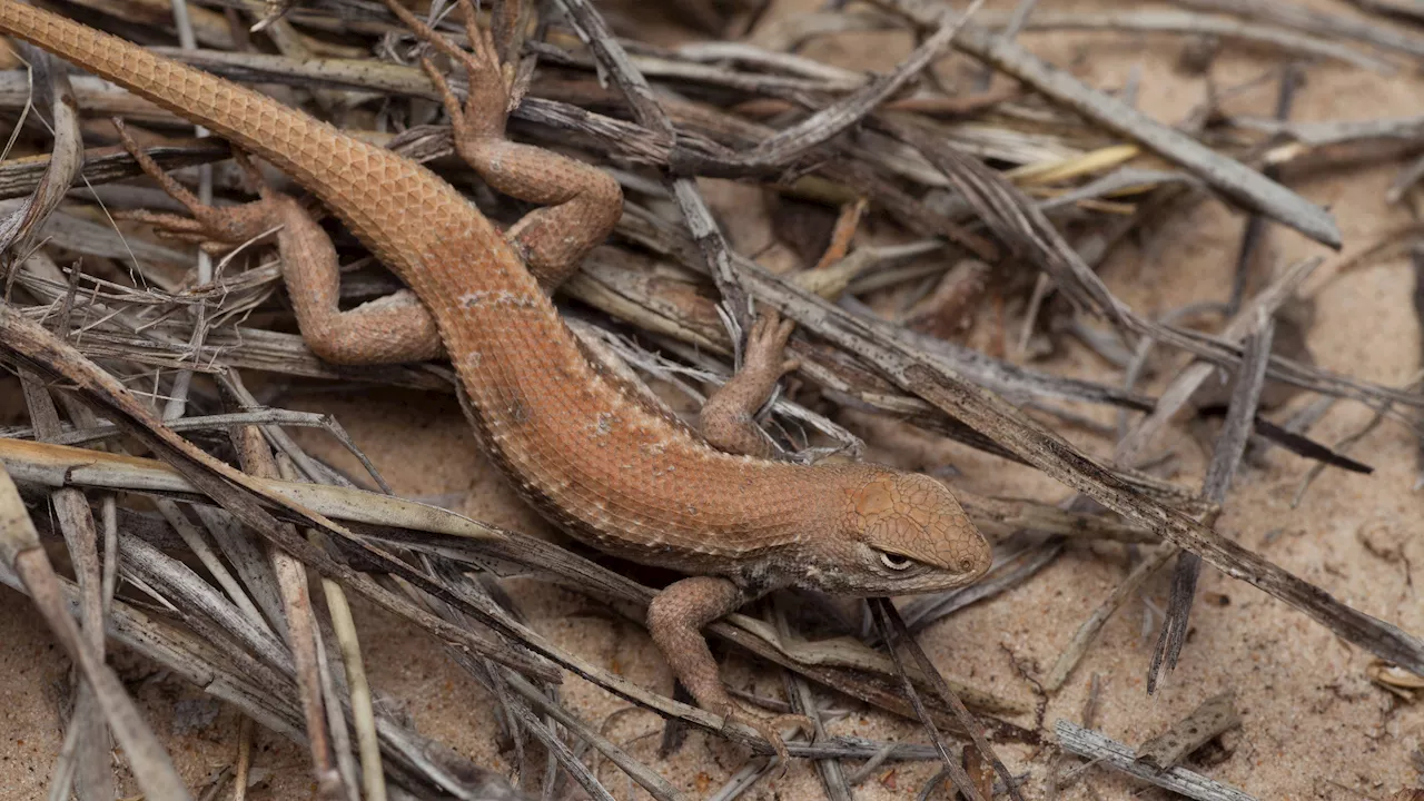 Ken Paxton sues Biden administration over listing Texas lizard as endangered