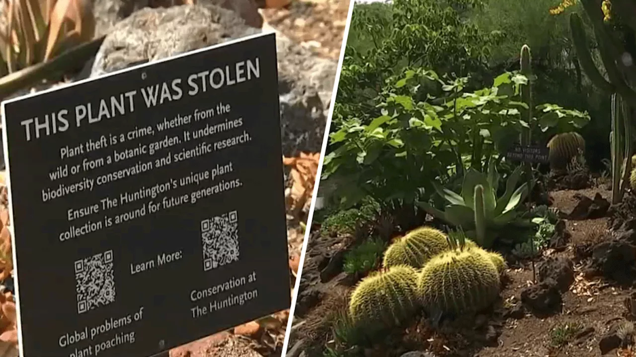 Exotic and endangered plants stolen from Huntington Botanical Gardens