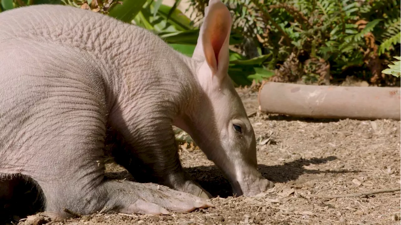 San Diego Zoo Welcomes Its First-Ever Aardvark Calf