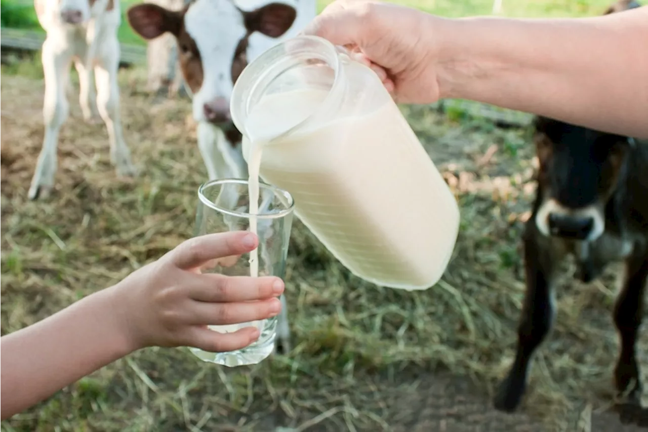 Mythbusting: Is it Safe to Drink Raw Milk?