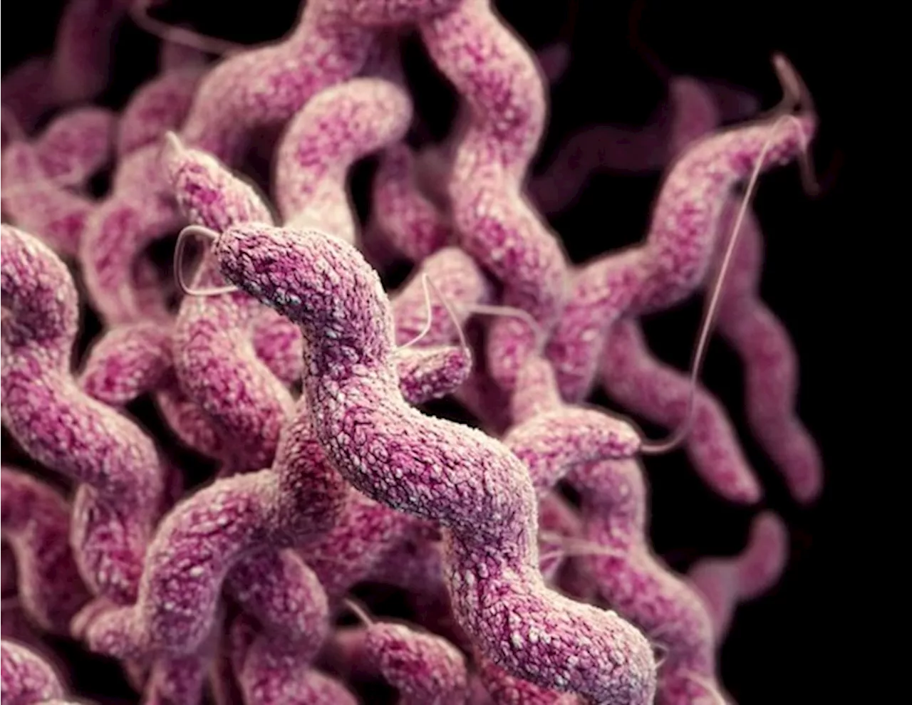 Researchers uncover key to combat Campylobacter infections